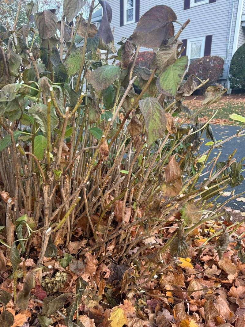 Skip Fall Shearing That Removes Future Flower Clusters Skip Fall Shearing That Removes Future Flower Clusters