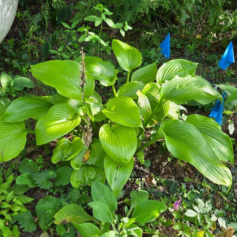 Skip Feeding Hostas Now