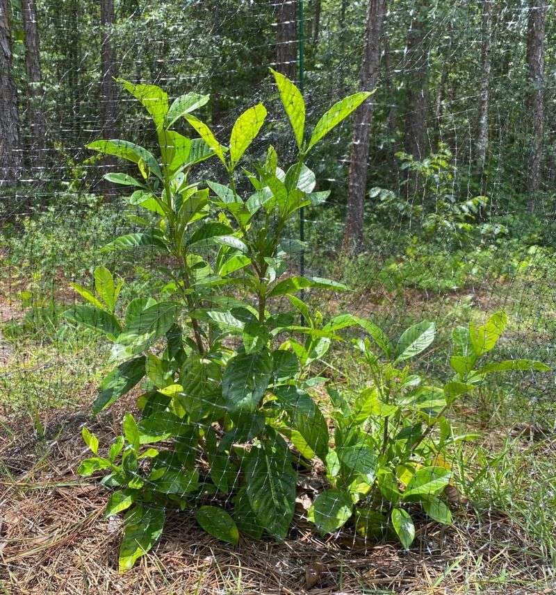 Skip Feeding If Heavy Rain Has Saturated The Soil Skip Feeding If Heavy Rain Has Saturated The Soil