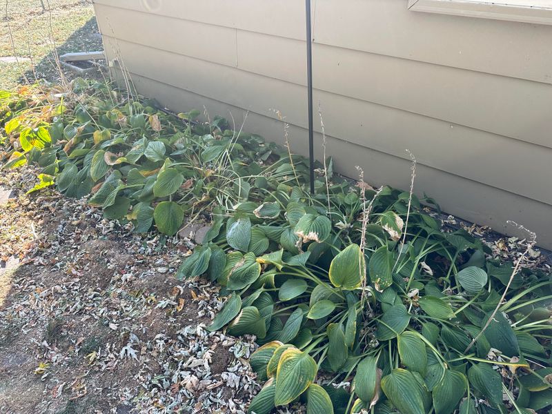 Skip Fertilizer As Hostas Enter Dormancy
