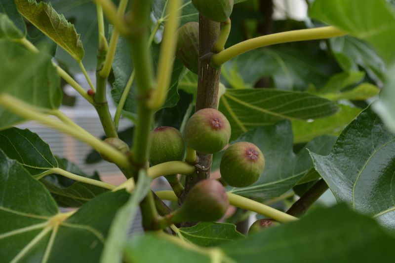 Skip Fertilizer This Late In Season