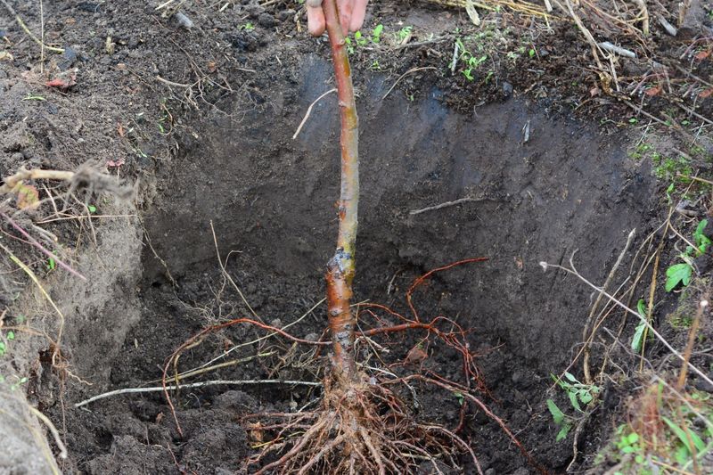 Skip Fertilizer When Trees Are Heading Into Dormancy Skip Fertilizer When Trees Are Heading Into Dormancy