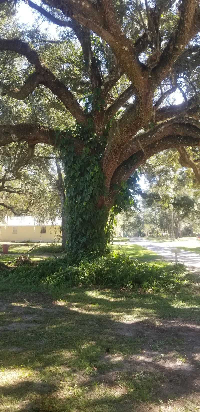 Skip Fertilizing Healthy Mature Oaks Skip Fertilizing Healthy Mature Oaks