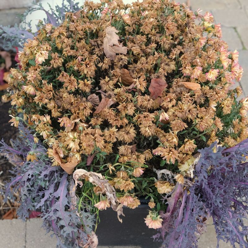 Skip Florist Mums That Rarely Return Skip Florist Mums That Rarely Return