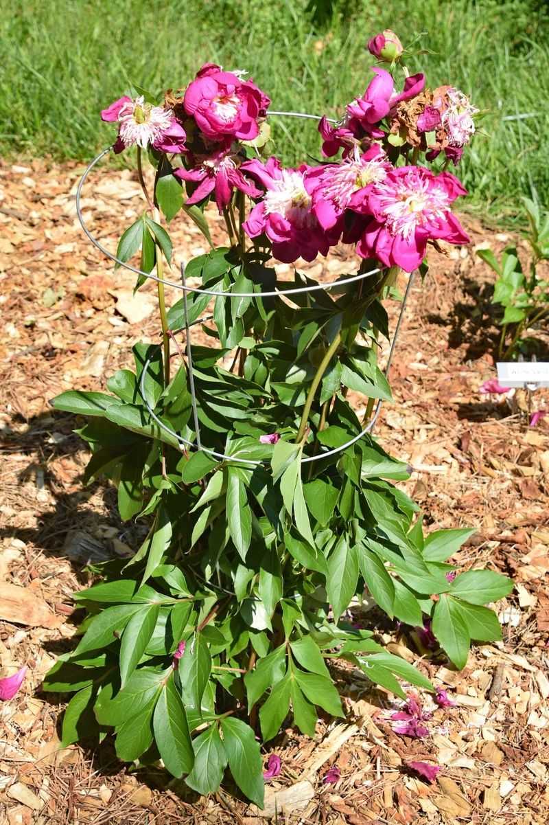 Skip Heavy Fall Fertilizing Skip Heavy Fall Fertilizing