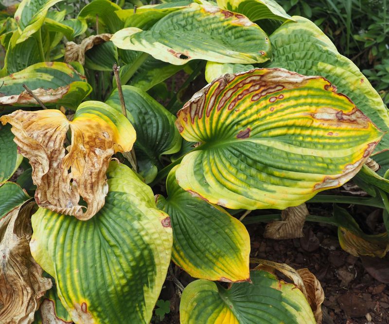 Skip Heavy Fertilizer As Growth Slows Skip Heavy Fertilizer As Growth Slows