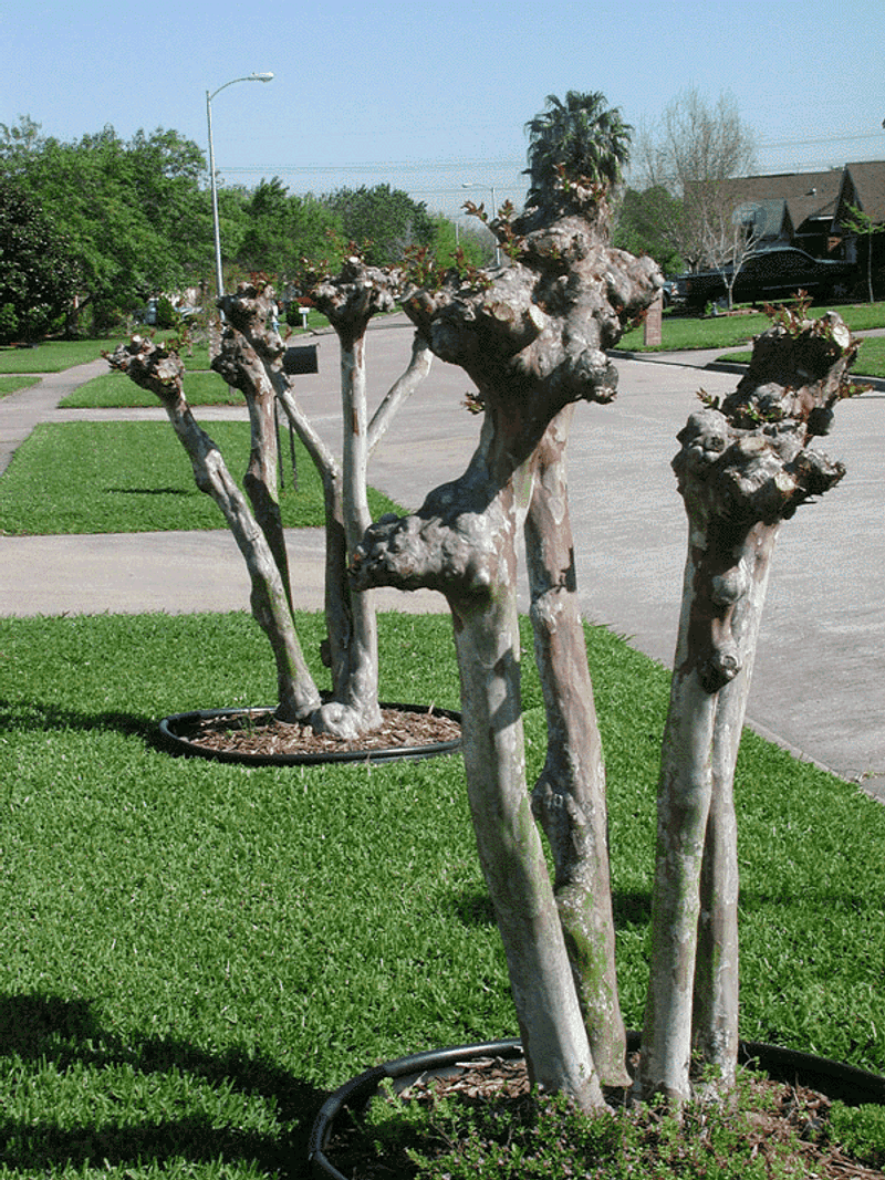 Skip Heavy Pruning And Let The Tree Establish Skip Heavy Pruning And Let The Tree Establish