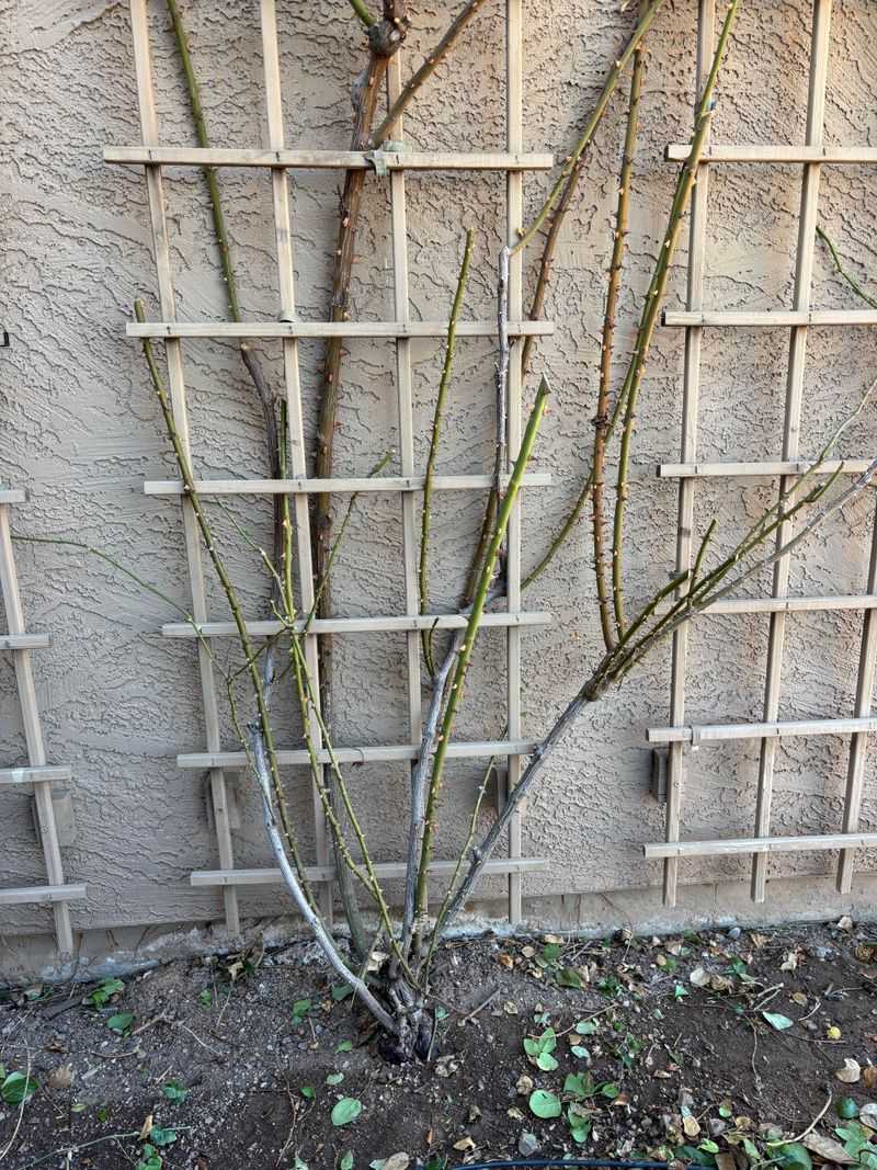 Skip Heavy Pruning Before Winter