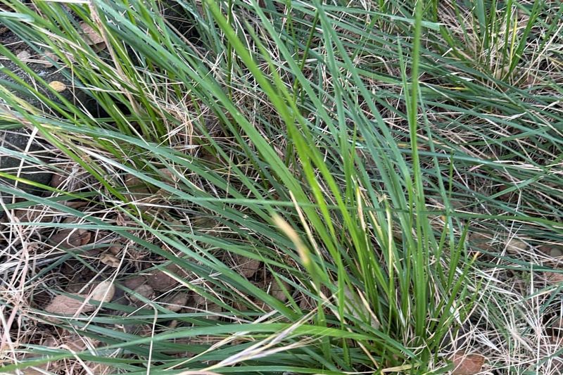 Skip It Where You're Seeding Grass Skip It Where You're Seeding Grass
