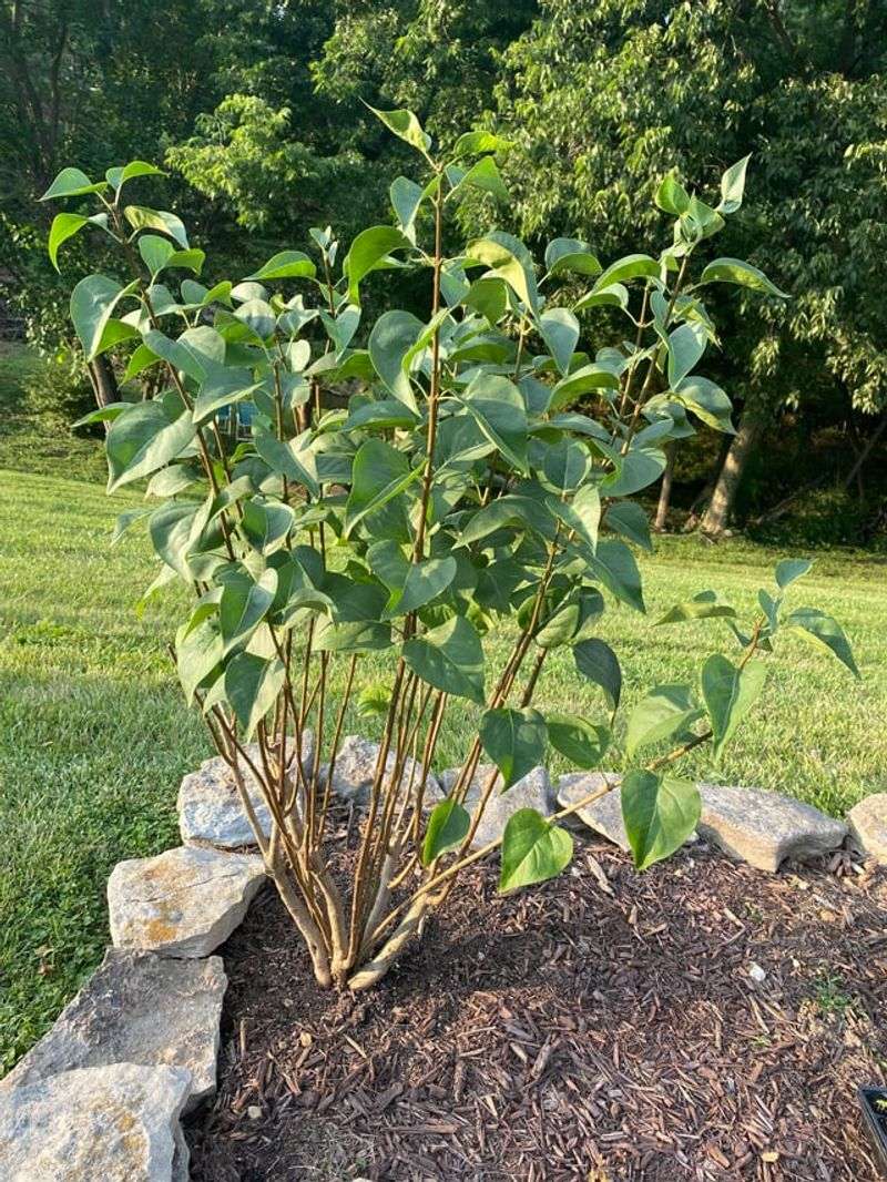Skip Late Fall Fertilizer That Can Trigger Tender New Growth