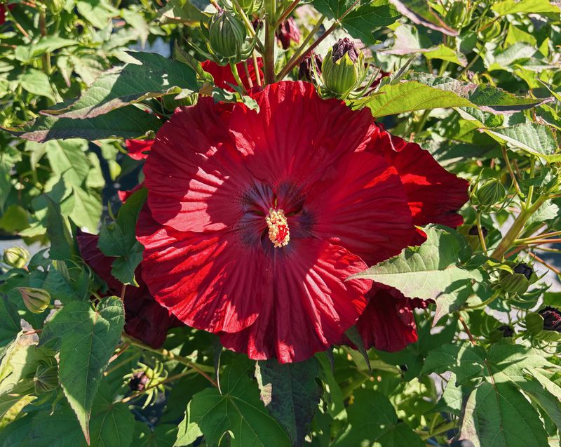 Skip Late Fertilizer That Could Push Tender New Growth Skip Late Fertilizer That Could Push Tender New Growth