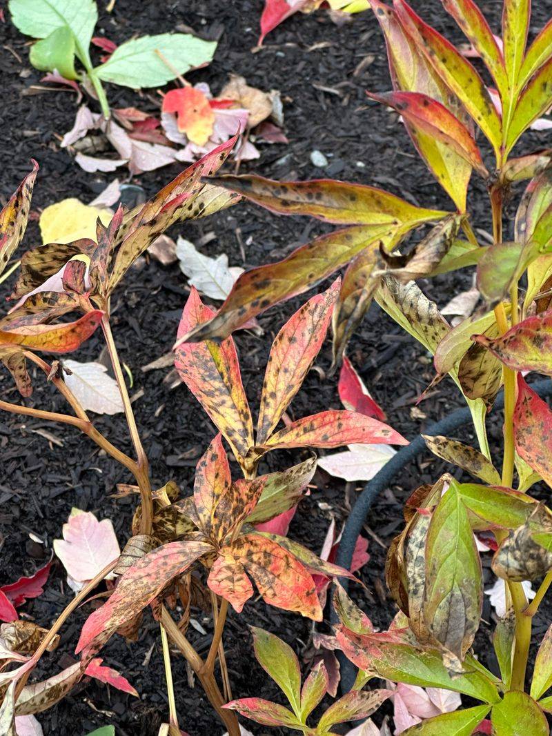 Skip Late Season Fertilizer As Peonies Prepare For Dormancy Skip Late Season Fertilizer As Peonies Prepare For Dormancy