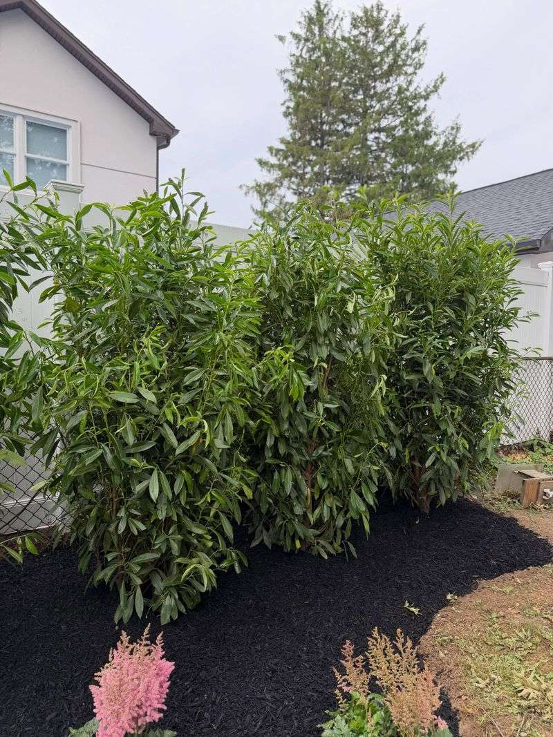 Skip Laurel Fills Gaps With Glossy Green Leaves