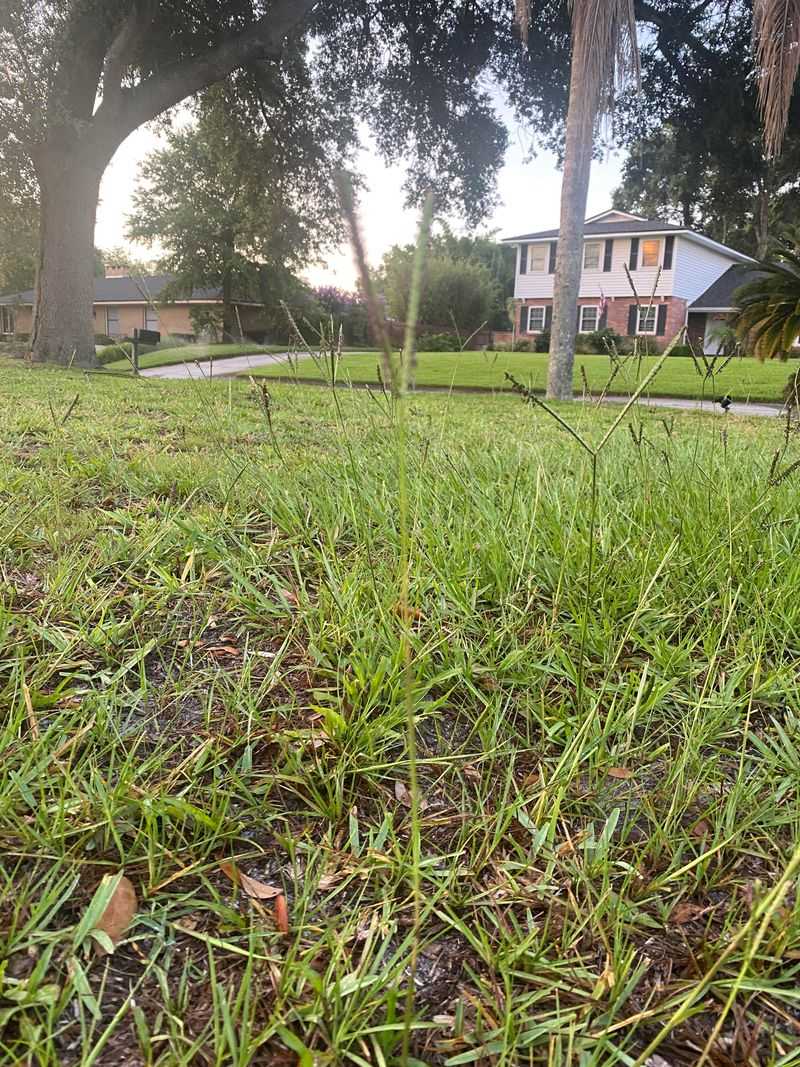 Skip Nitrogen If Growth Has Slowed Skip Nitrogen If Growth Has Slowed