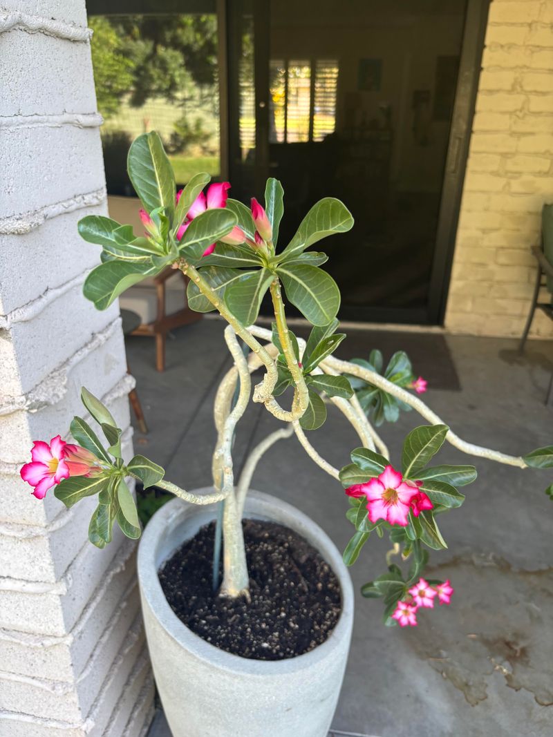 Skip Nitrogen Once Blooms Start Fading