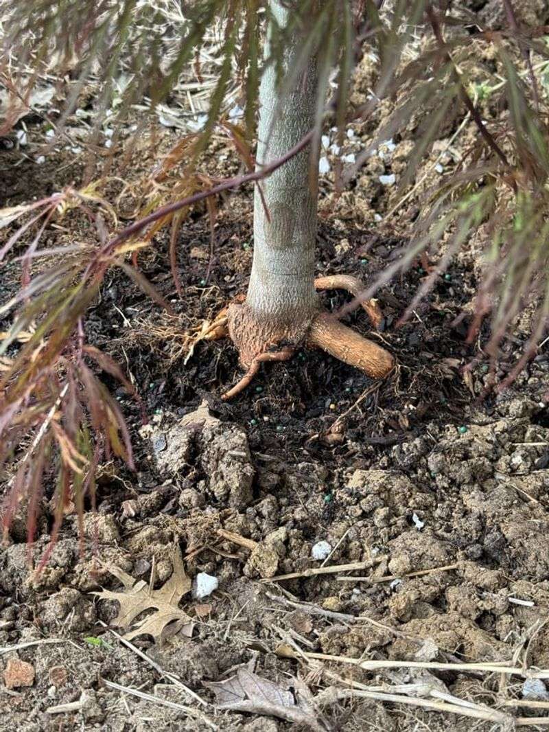 Skip Piling New Soil Over Maple Roots