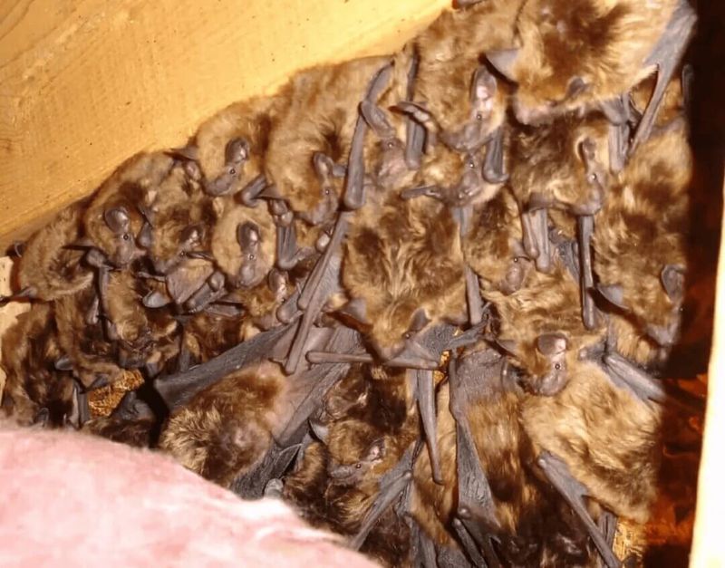 Skip Poison And Other Harmful Bat Controls