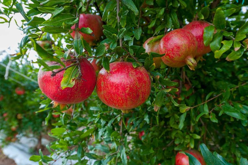 Skip Pruning In Late Summer And Fall Skip Pruning In Late Summer And Fall