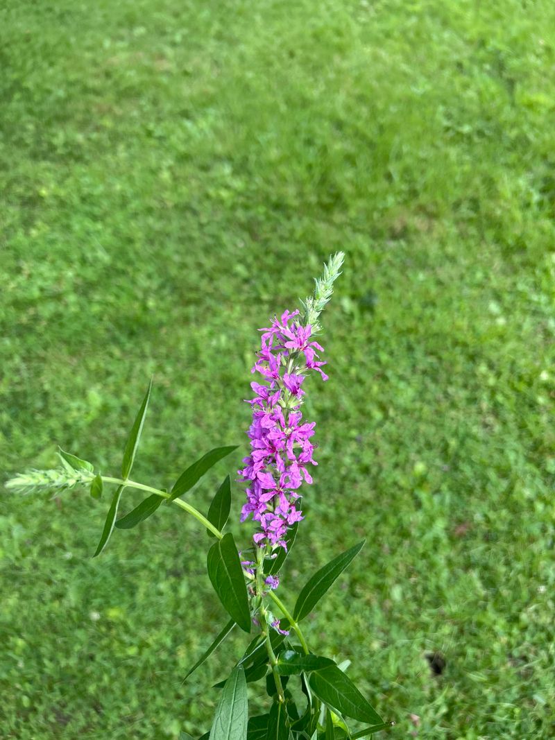 Skip Purple Loosestrife Around Wet Areas