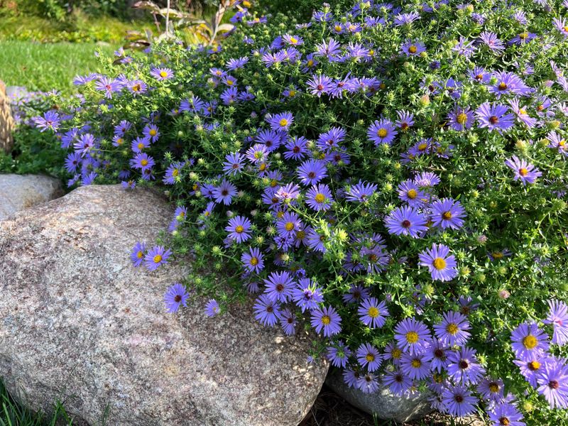 Skip Rich Soil That Can Make Stems Grow Weak