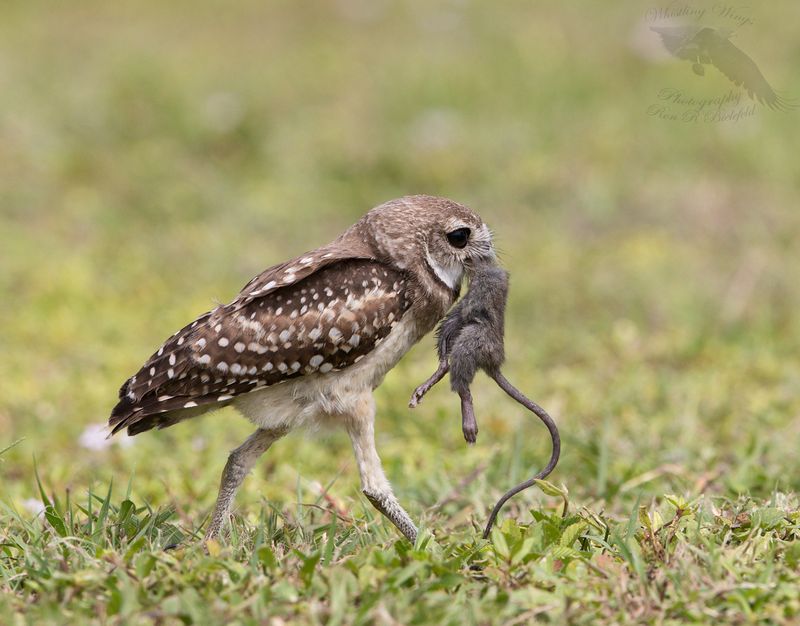 Skip Rodent Poison Where Owls Are Hunting