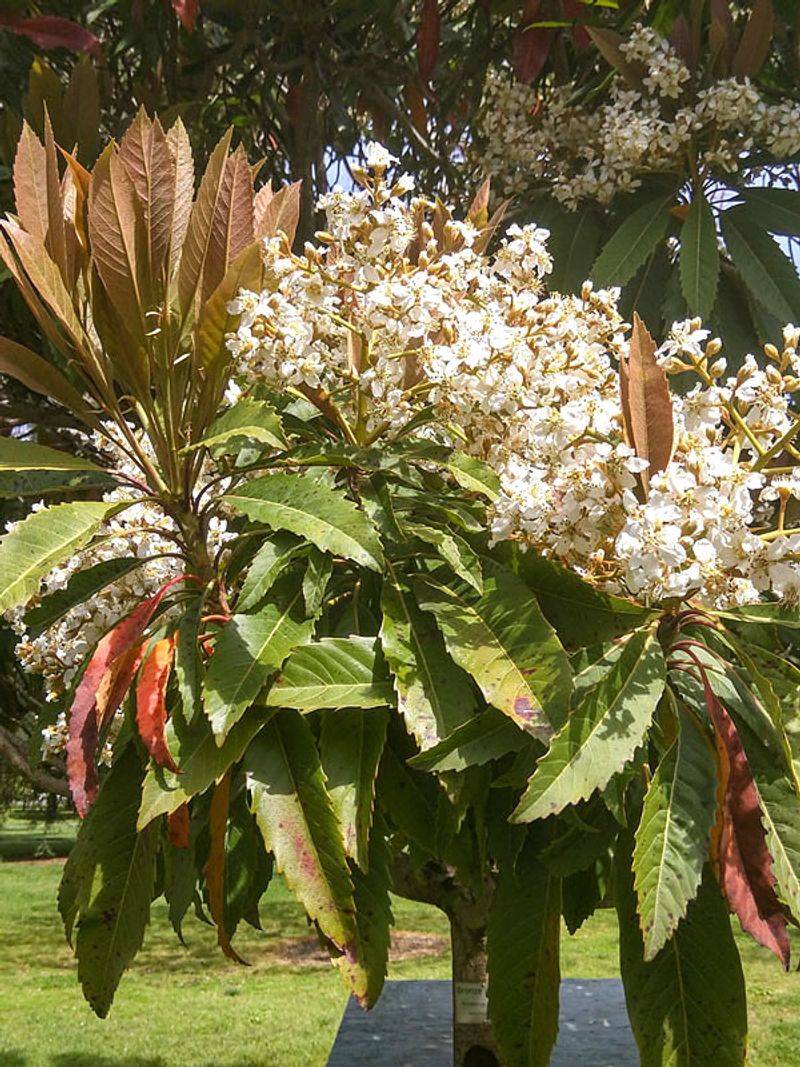 Skip Root-Bound Nursery Trees Before You Buy