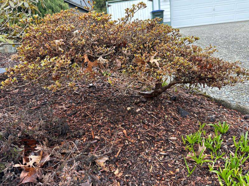 Skip September Pruning On Azaleas To Preserve Spring Buds Skip September Pruning On Azaleas To Preserve Spring Buds