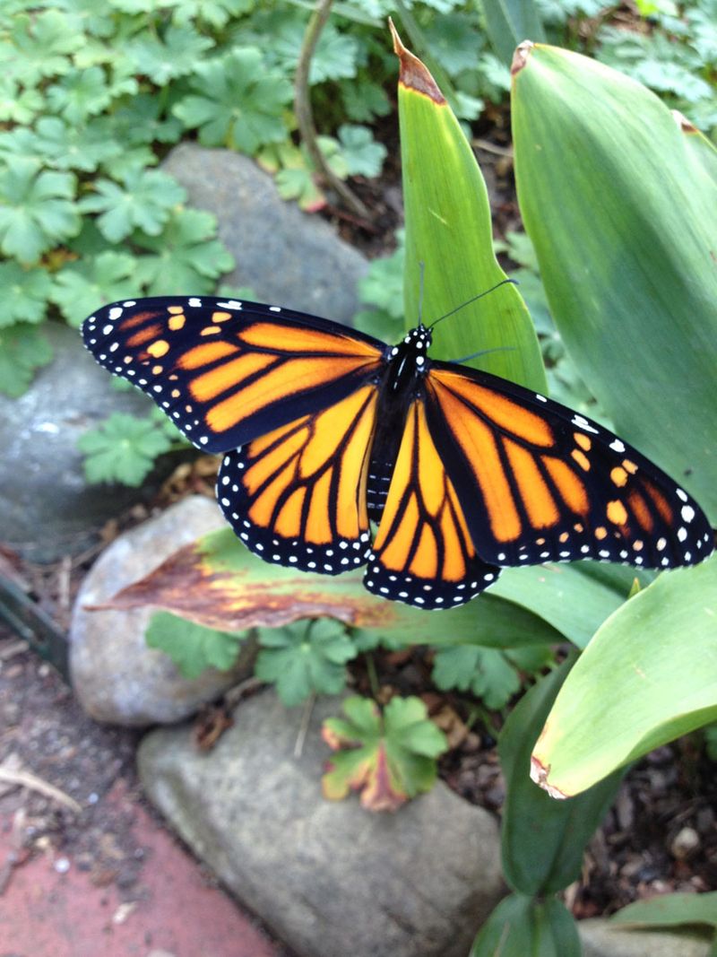 Skip The Fall Yard Cleanup To Leave Monarch Habitat