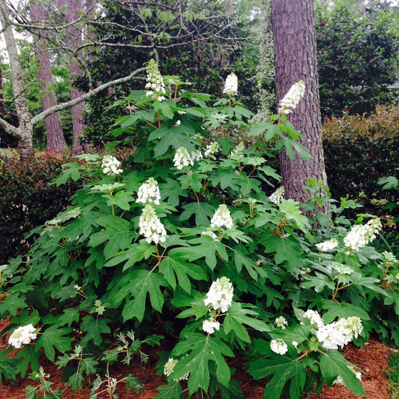 Skip The Fertilizer And Fuss