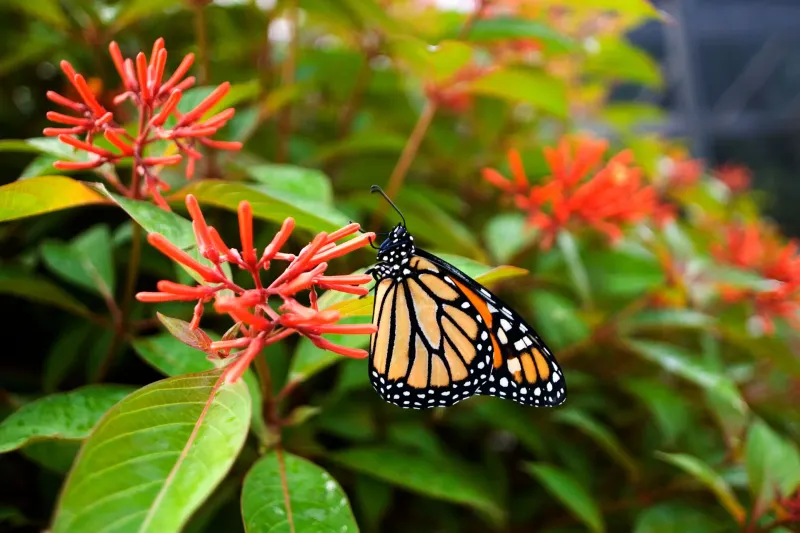 Skip The Heavy Pruning And Let Firebush Keep Flowering Skip The Heavy Pruning And Let Firebush Keep Flowering
