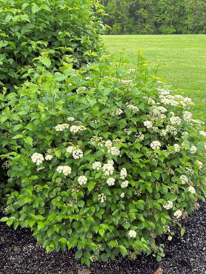 Skip The Maintenance Of Traditional Fencing