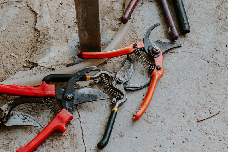 Skip The Pruning Shears Until Late Winter Skip The Pruning Shears Until Late Winter