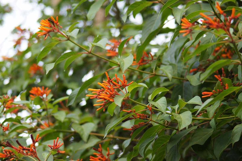 Skip The Shears While The Blooms Are Still Coming Skip The Shears While The Blooms Are Still Coming