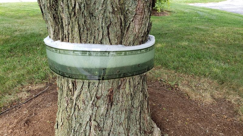 Skip The Sticky Tape, Build A Circle Trap Instead Skip The Sticky Tape, Build A Circle Trap Instead