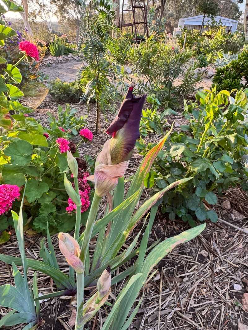 Skip The Thick Mulch Blanket Around The Rhizomes