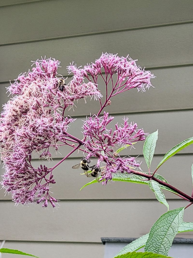 Skip The Trimming Late In Season