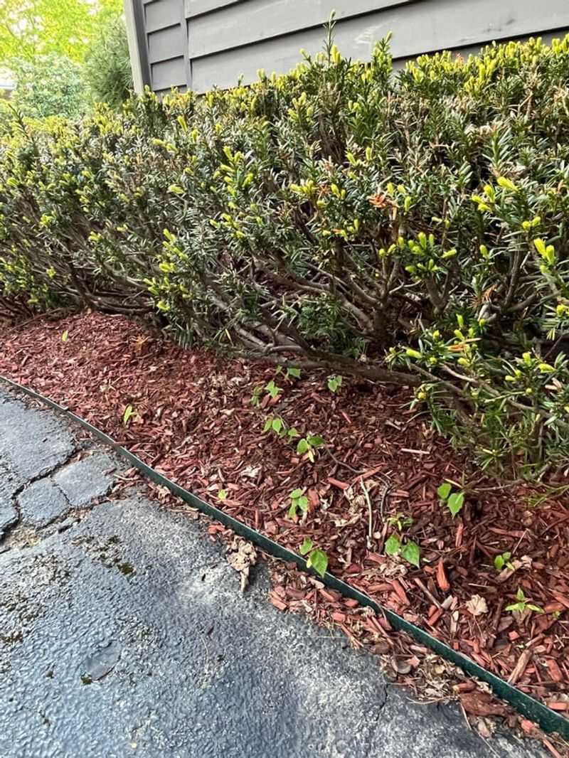 Skip This Fall Fertilizing Mistake