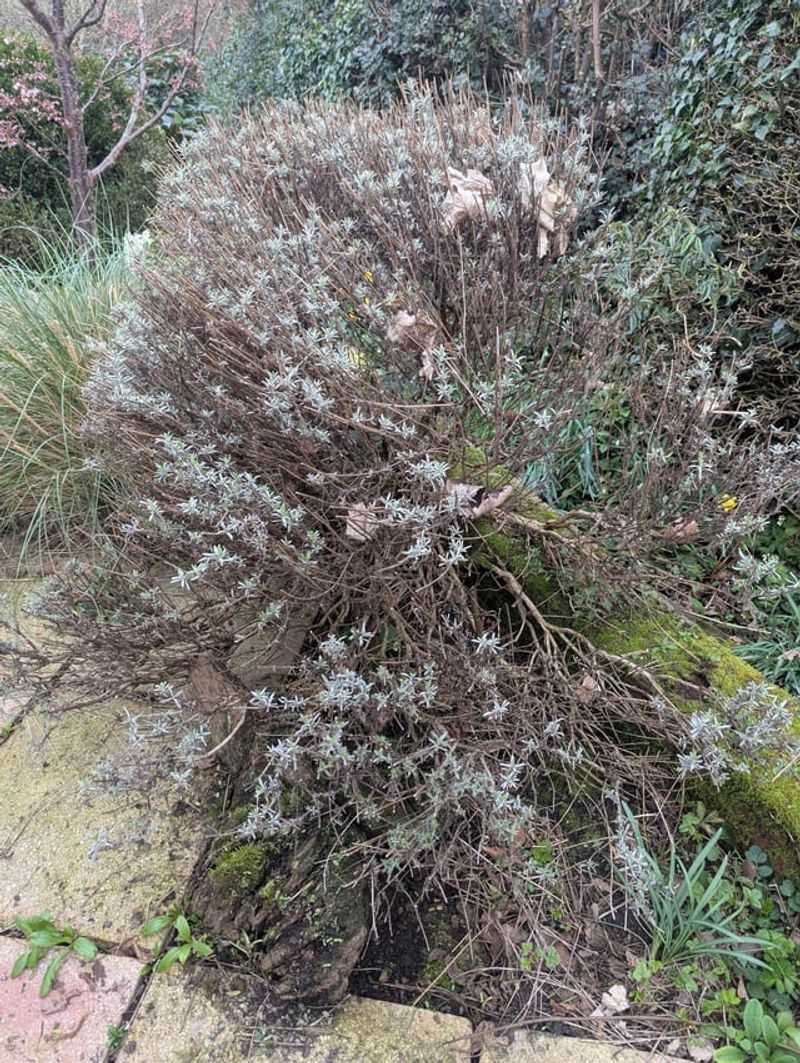 Skipped Pruning Lets Stems Turn Woody