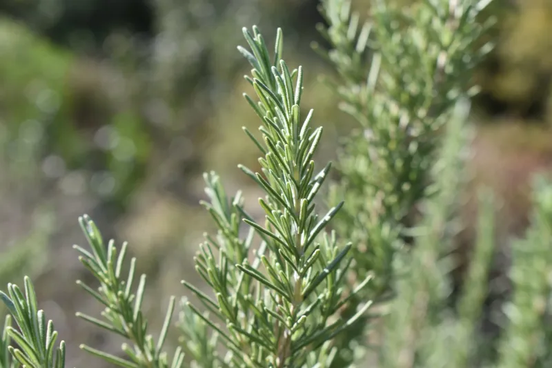 Skipped Pruning Lets Stems Turn Woody