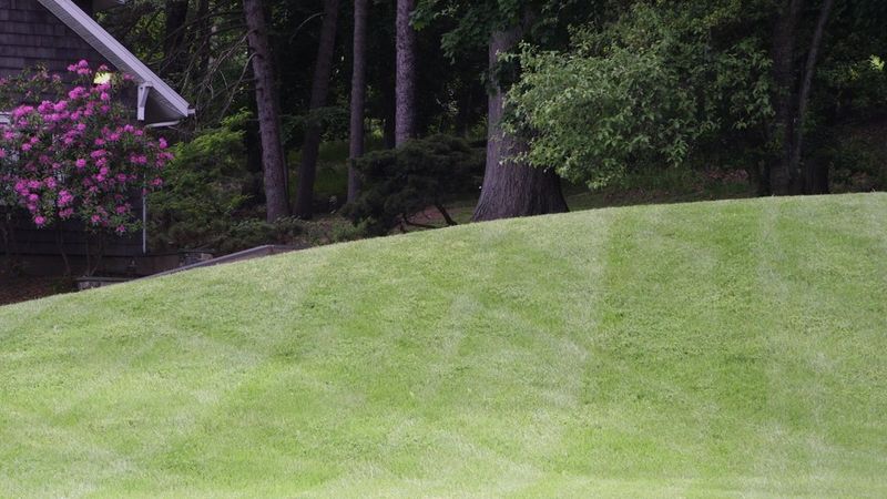 Skipping A Clean Transition From Lawn To Woods