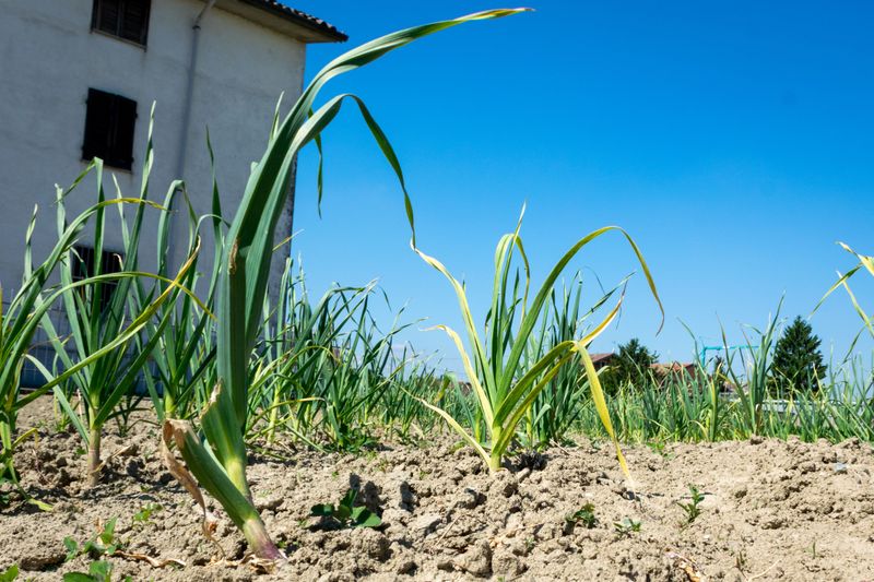 Skipping Cool-Season Crops And Garlic