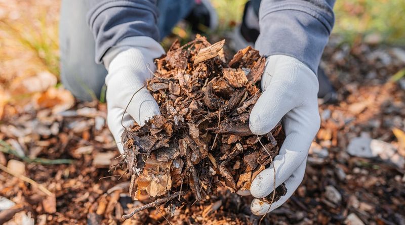 Skipping Fall Cleanup Under the Mulch