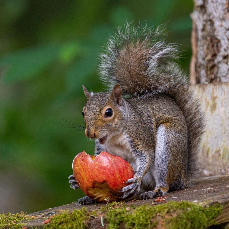 Skipping Harvest Lets Fruit Draw Wildlife In