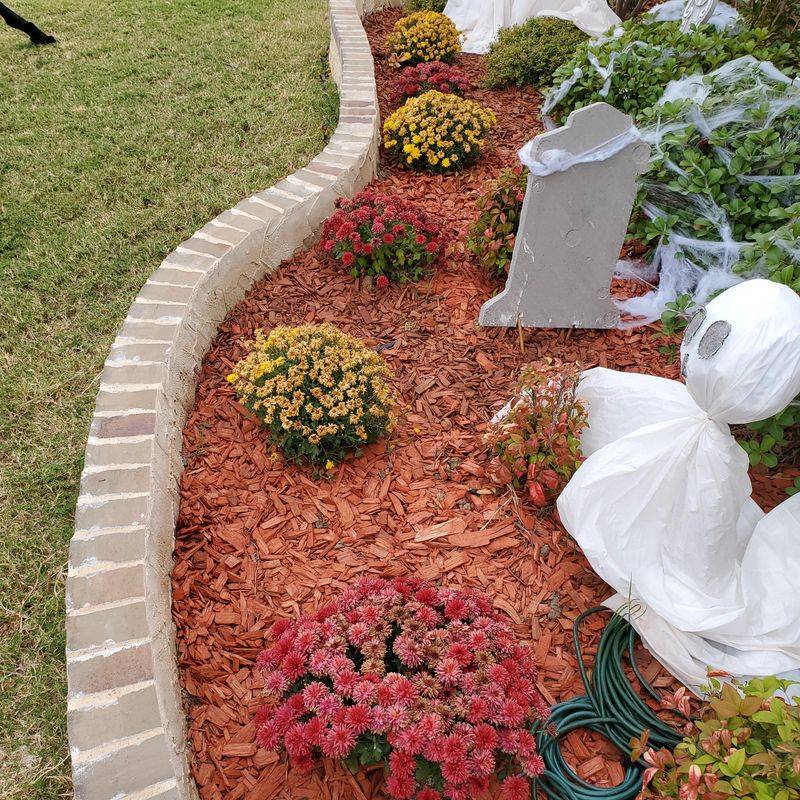 Skipping Mulch After Planting Mums