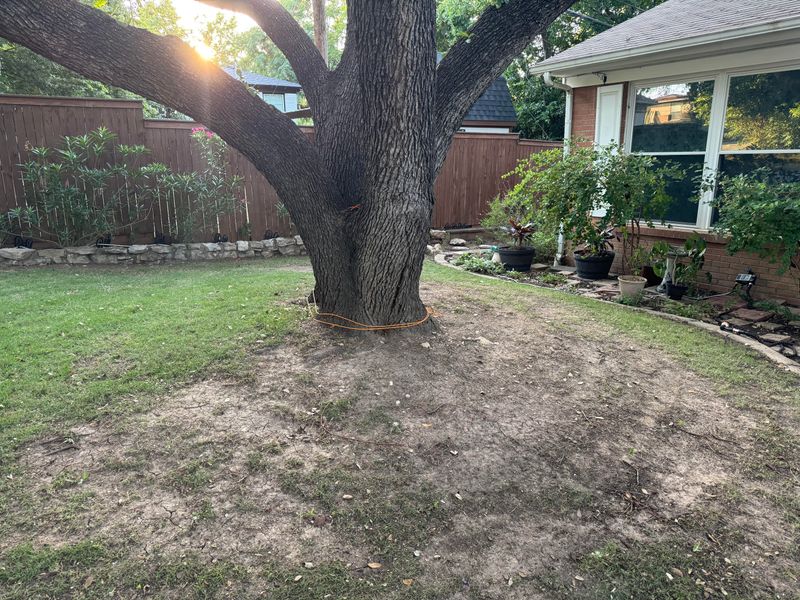 Skipping Mulch Leaves Roots Exposed