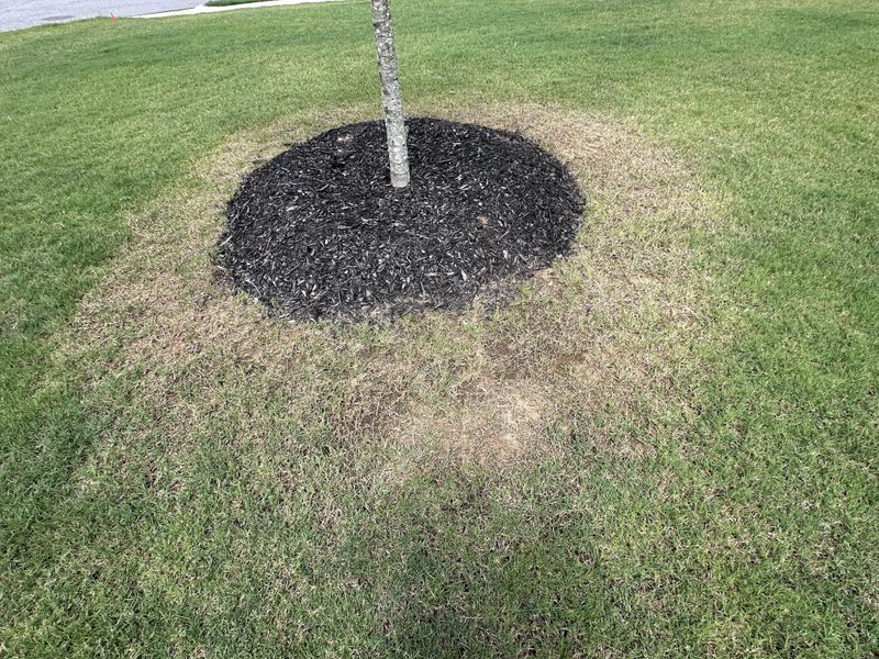 Skipping Mulch Protection Exposes Root Zones Skipping Mulch Protection Exposes Root Zones