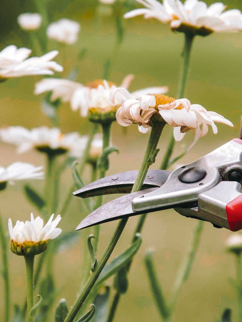 Skipping Pruning And Thinning Chores