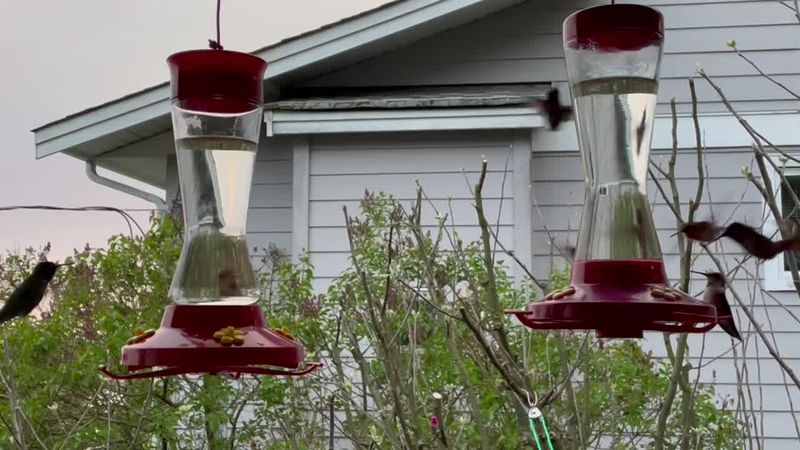 Skipping Regular Feeder Cleaning