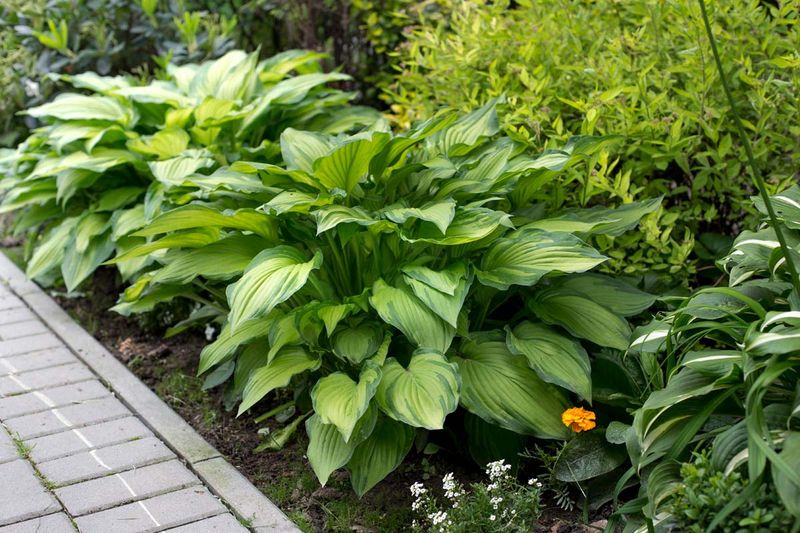 Skipping Soil Prep In Heavy Clay
