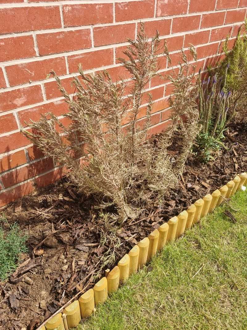 Skipping Water After Moving Plants
